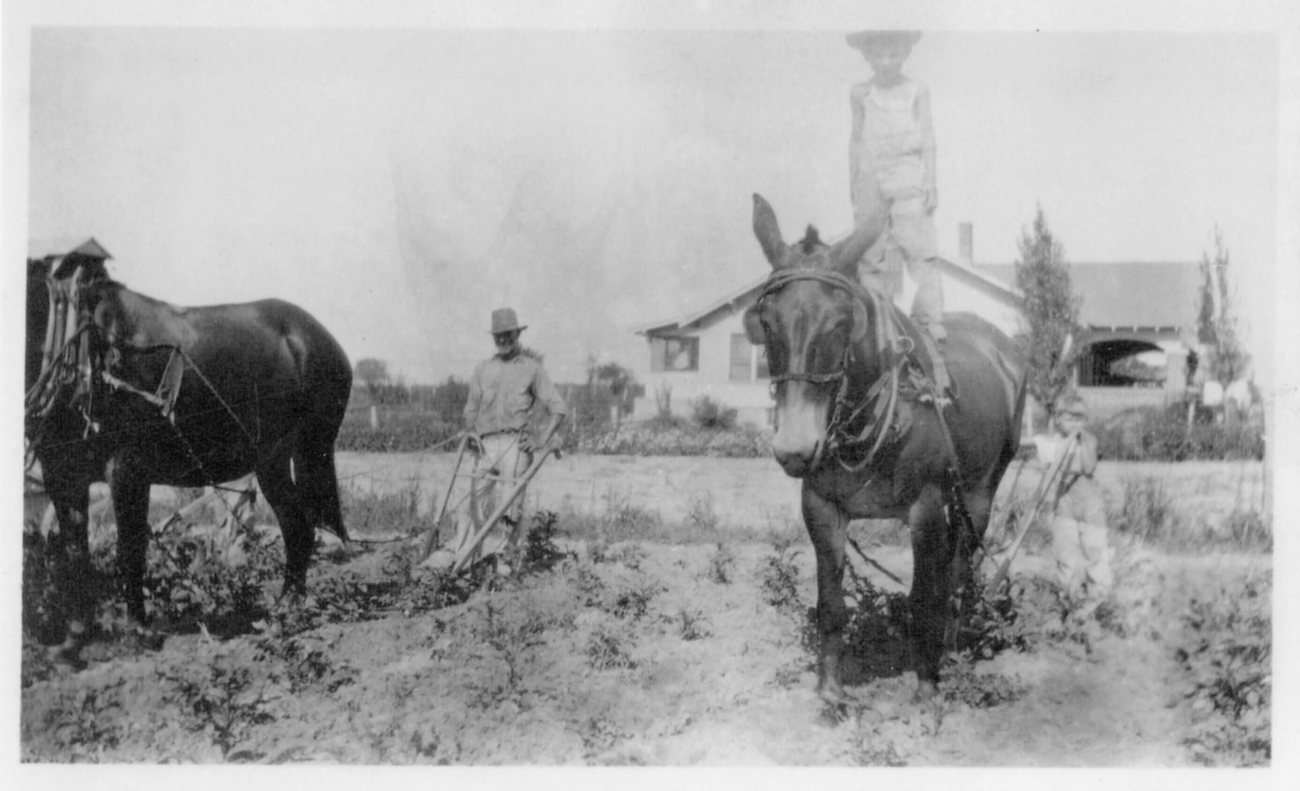 Vintage historic photograph of a farmer and a donkey on a farm where the MCVC clinic now stands