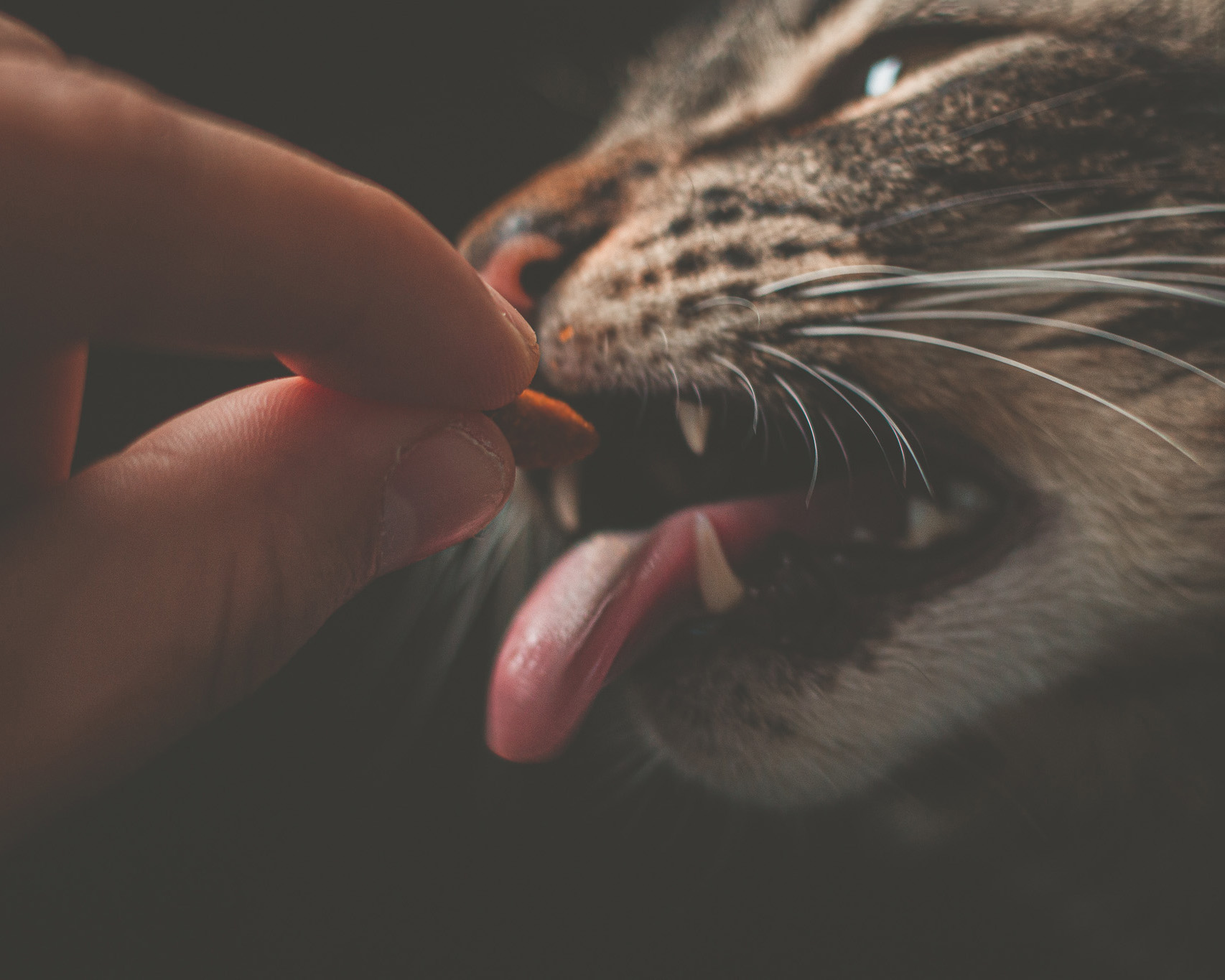 A hand feeding a cat a treat