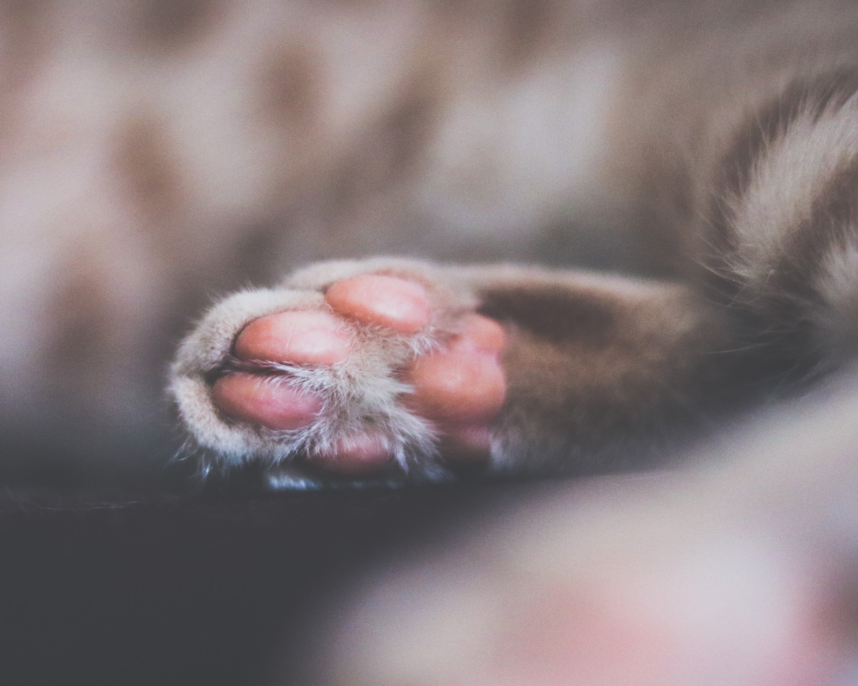 A close up of a cat's paw pads in the sunlight